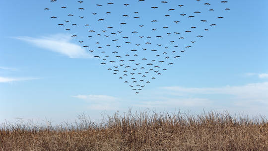 NATO fighter jets chased flock of birds